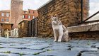 Деревню для котиков построят в Турции