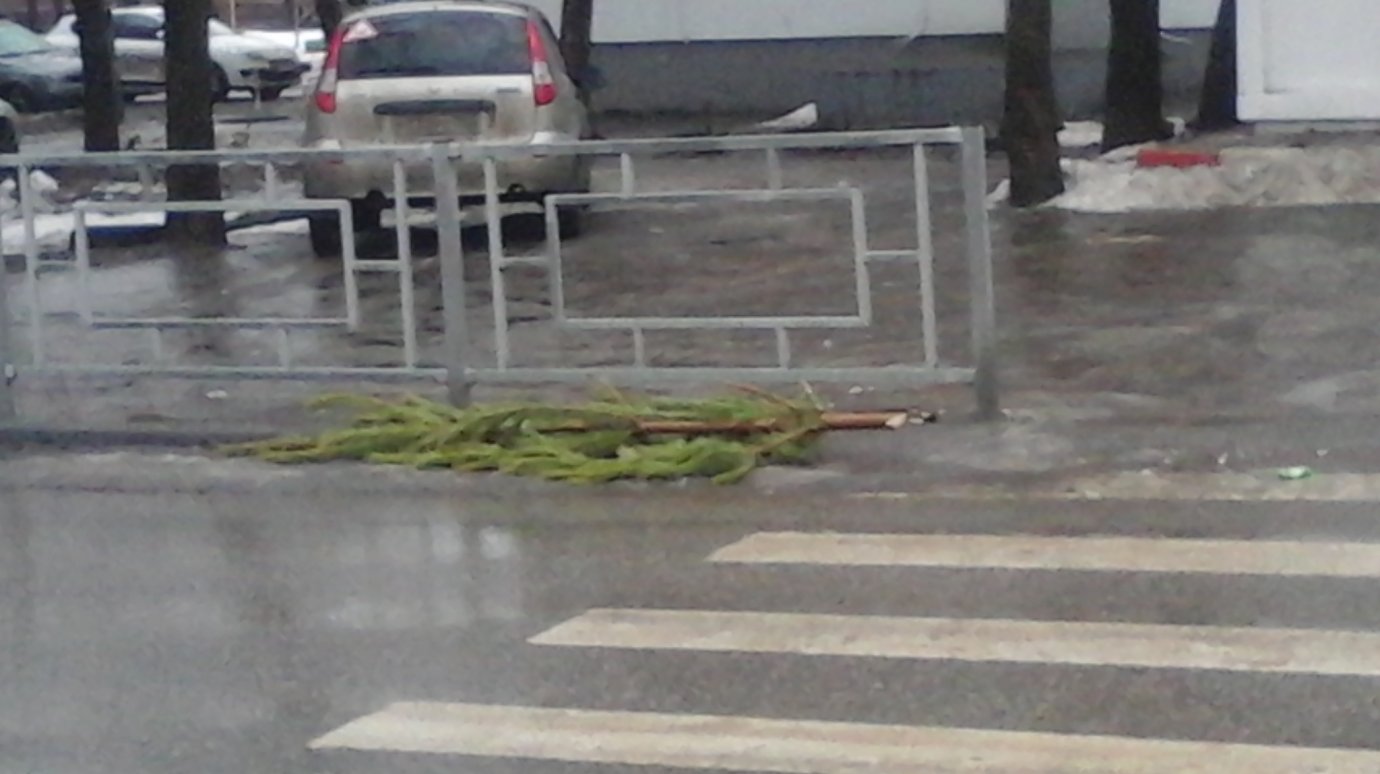 В Пензе никому не нужная елка валяется на дороге