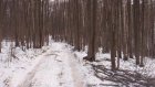 Жителю Никольского района грозит тюрьма за незаконную вырубку деревьев