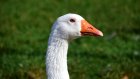 В Нижнеломовском районе сторож птицефермы признался в краже гусей