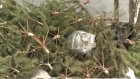 Пензенские школьники поучаствовали в акции «Подари елке вторую жизнь»