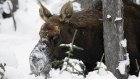 В Городищенском районе браконьеры убили лося
