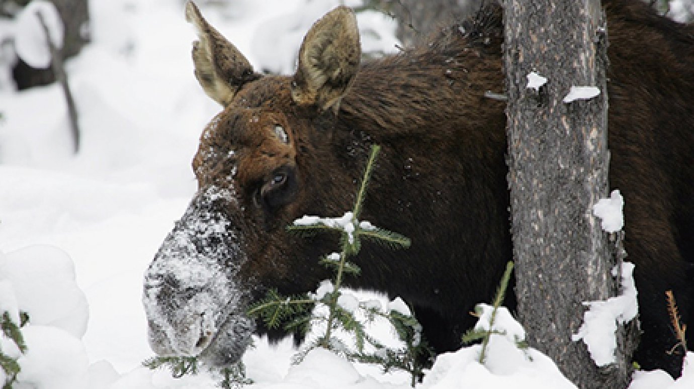 В Городищенском районе браконьеры убили лося