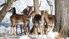 В Камешкирский район для разведения завезли около 50 пятнистых оленей