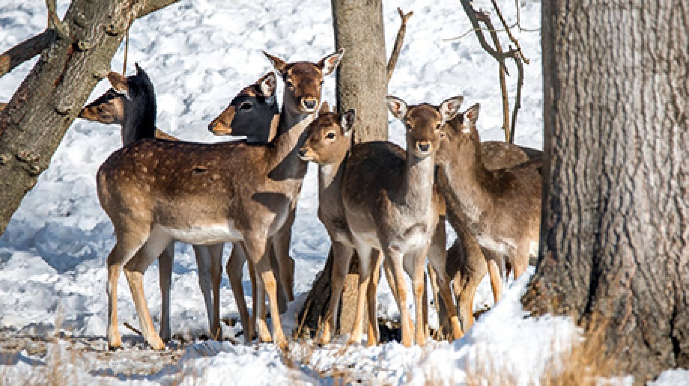 В Камешкирский район для разведения завезли около 50 пятнистых оленей
