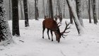 Сезон охоты в Пензенской области официально закрыт