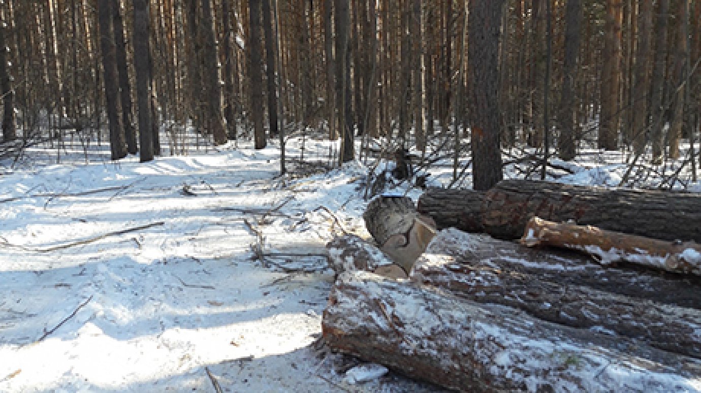 В Сосновоборском районе незаконно вырубили 31 кубометр деревьев