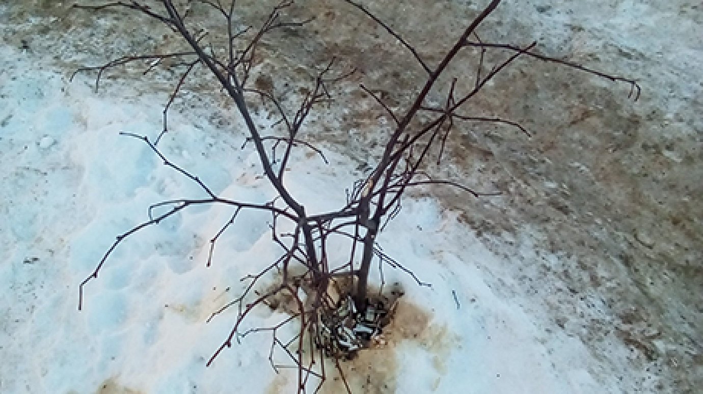 В Пензе в районе Север жители частного сектора выливают помои под деревья