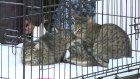 В Пензе прошла акция в помощь бездомным животным «День котика»