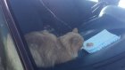 Пензенцы вызволили кота, запертого в машине на улице Ладожской