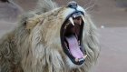 Сотрудник зоопарка стал добычей льва из-за глупой ошибки