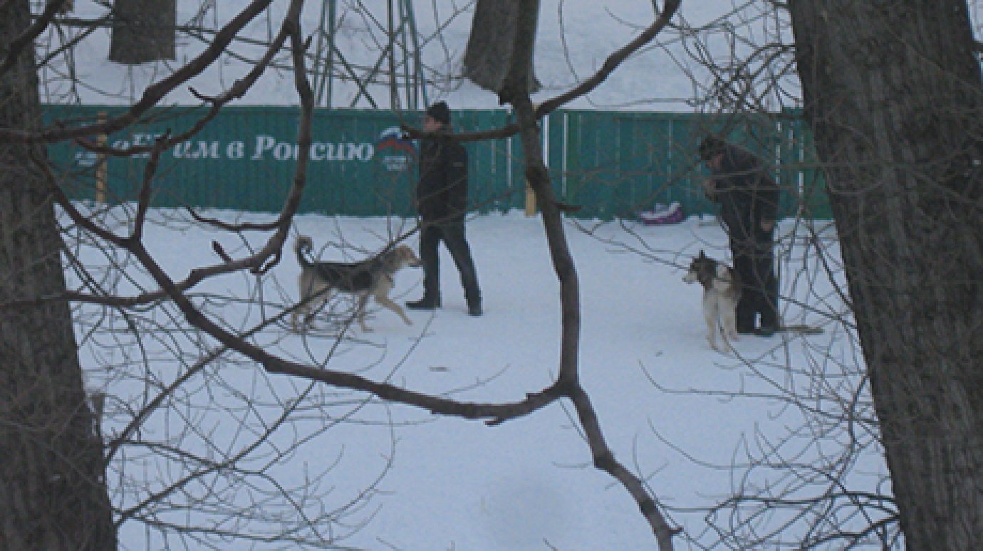 На улице Карпинского пензенцы выгуливают собак на спортплощадке