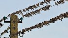 В Пензенской области прокуратура озаботилась безопасностью птиц