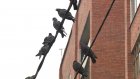 На улицах Кулакова и Ставского пожаловались на скопление голубей