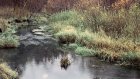 Россияне недооценили лесной ручей и утонули