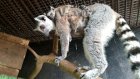 В Пензенском зоопарке кошачьи лемуры Кош и Лем переехали в уличный вольер