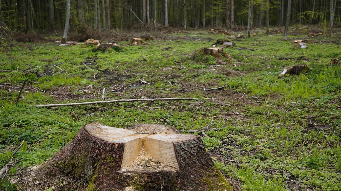 Замминистра пензенского лесхоза ответит за вырубку деревьев