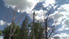 Сухие деревья в Заводском районе могут упасть в ветреную погоду