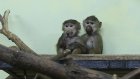В Пензу из ростовского зоопарка переехали гамадрилы Марта и Мартин