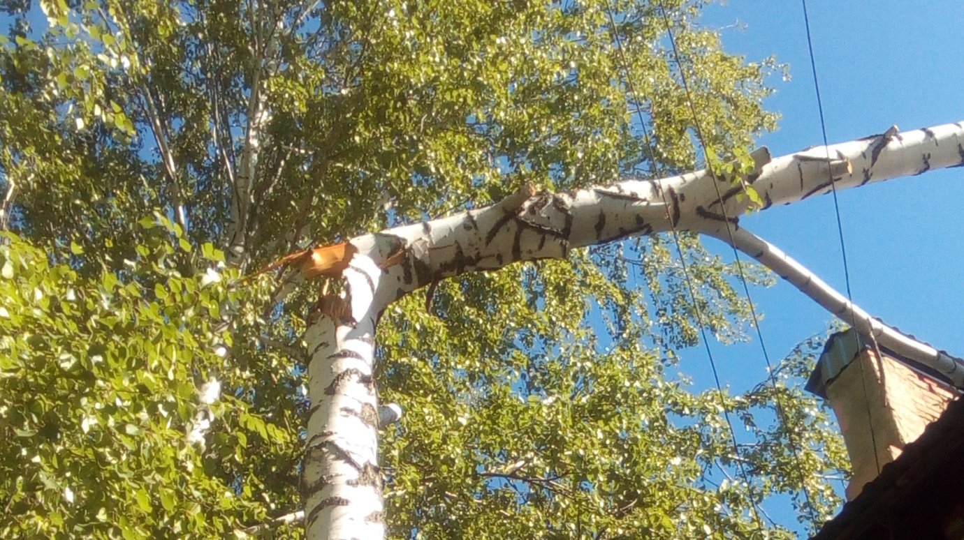 В Мокшане не убирают повисшее на проводах дерево