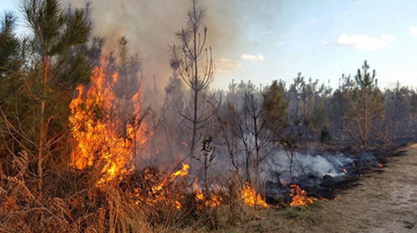 В Земетчинском районе пожар охватил два гектара леса