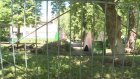 В Пензе на территории детского сада от дерева отвалилась большая ветка
