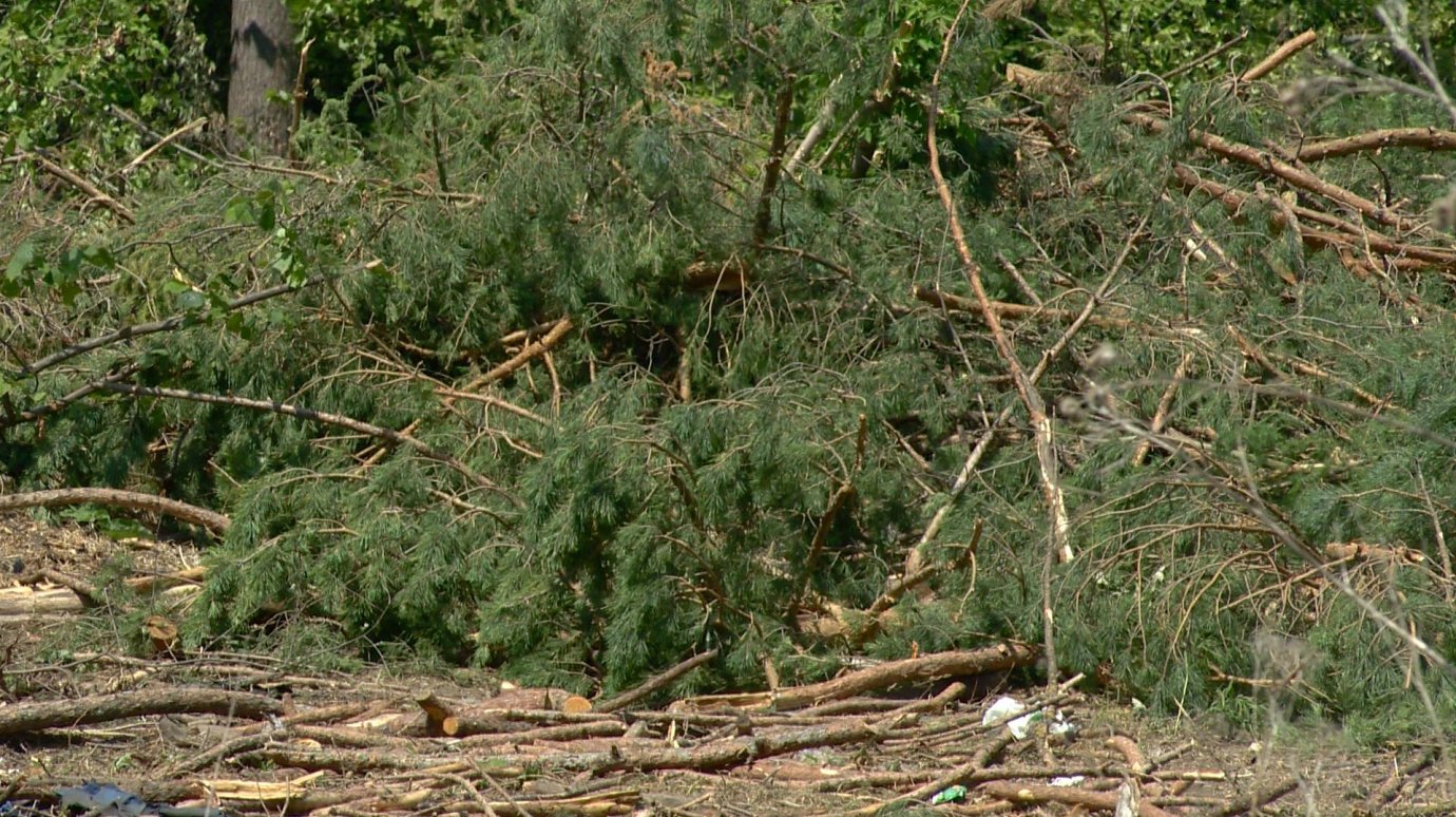 Пензенцев огорчила вырубка деревьев вдоль линии электропередачи