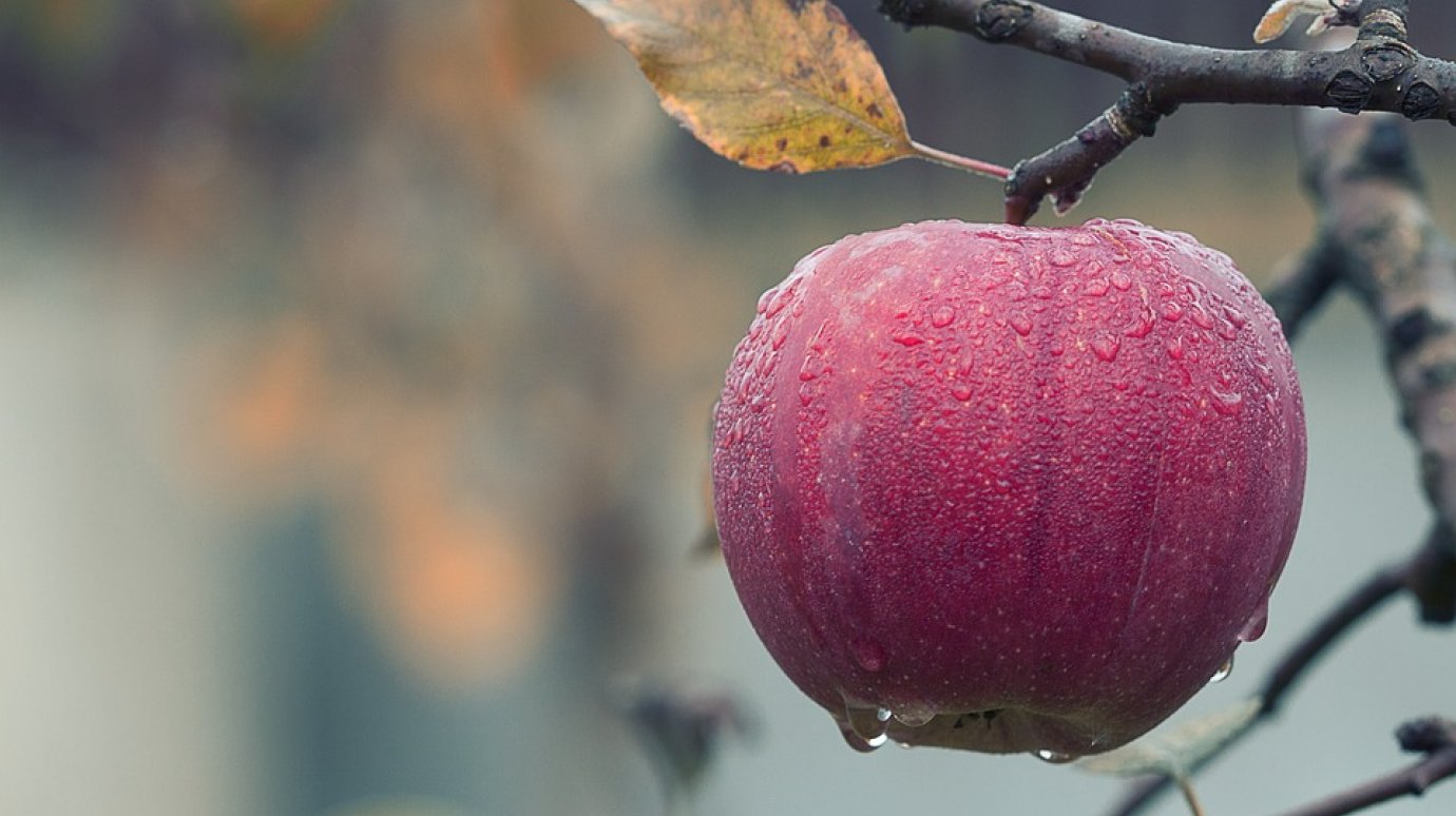 В Пензе уничтожили 128 кг яблок, продававшихся без документов