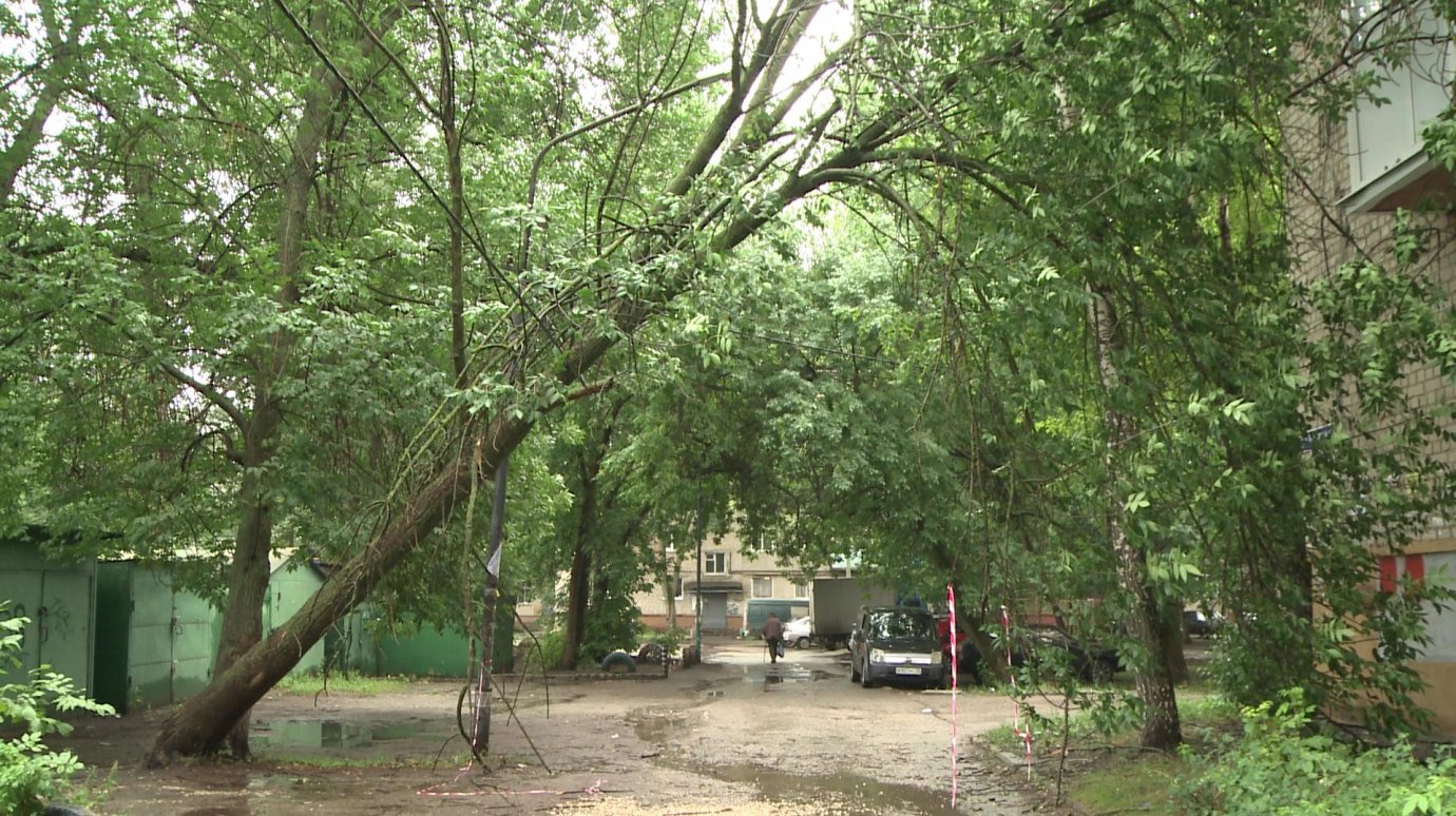 На улице Карпинского крупное дерево упало на торец дома
