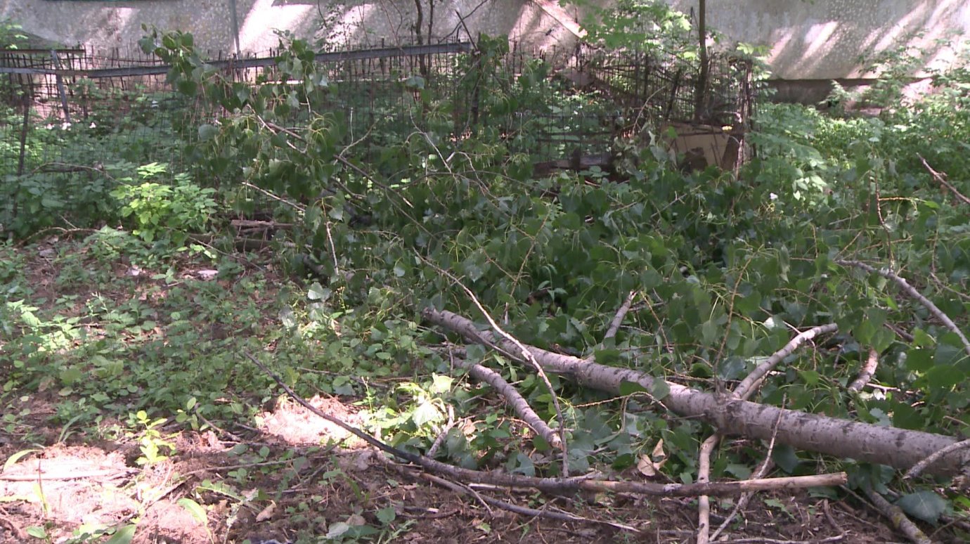В Арбекове падение веток старого дерева едва не привело к трагедии