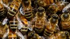 В Белинском районе из-за обработки полей пестицидами погибли пчелы
