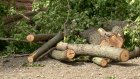 В Пензе у Спасского собора спилили 14 здоровых деревьев
