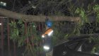 Ночью на улице Одесской дерево рухнуло на автомобиль