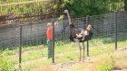 В Пензе пострадавшему от нападения страуса рабочему грозит выговор