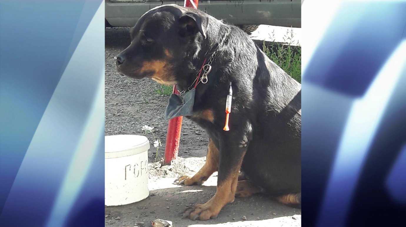 В Арбекове неизвестные оставили на привязи собаку породы ротвейлер