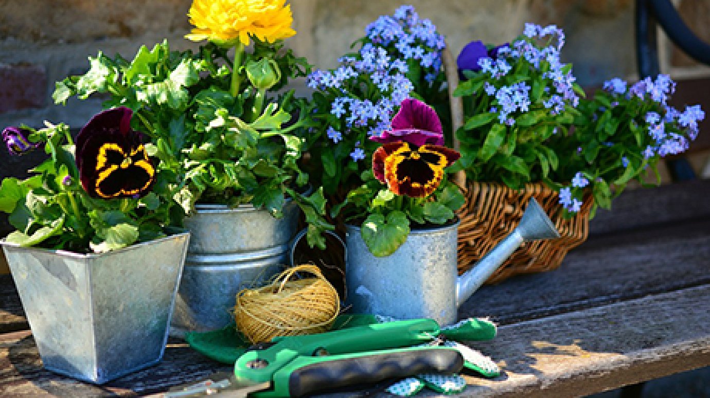 8 сентября в Пензе пройдет фестиваль садоводов