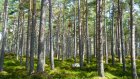 15 сентября начинаются Российские дни леса