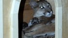 В Пензенском зоопарке пума Афина родила пятерых котят