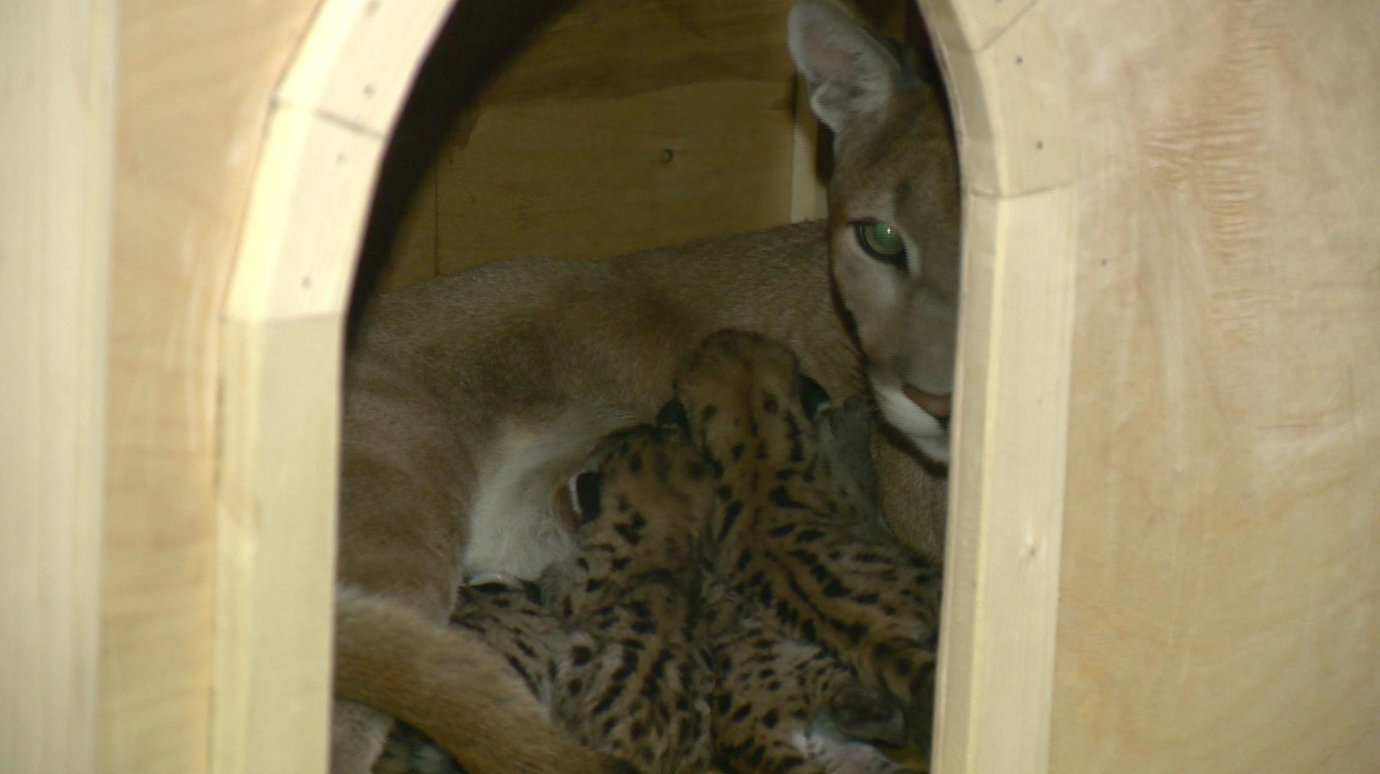 В Пензенском зоопарке доступ к пуме с детенышами временно закрыт