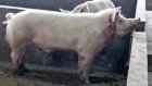Хряк загрыз свиновода по дороге на рынок