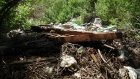 Иван Белозерцев послал чиновников фотографировать свалки в лесах