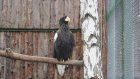 Пензенской самке белоплечего орлана привезли партнера из Новосибирска