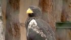 В Пензенском зоопарке надеются на появление птенцов у орланов