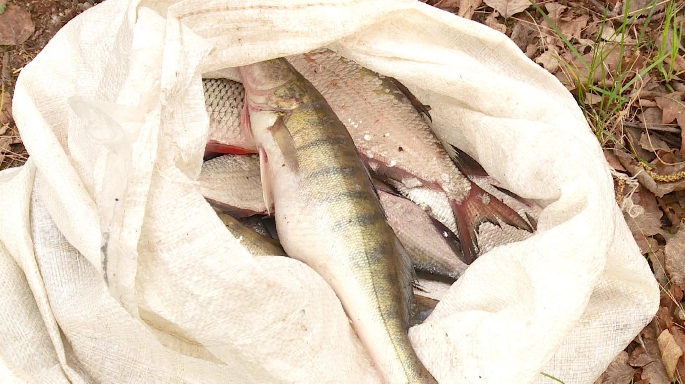 В Пензенской области увеличатся штрафы за браконьерскую ловлю рыбы