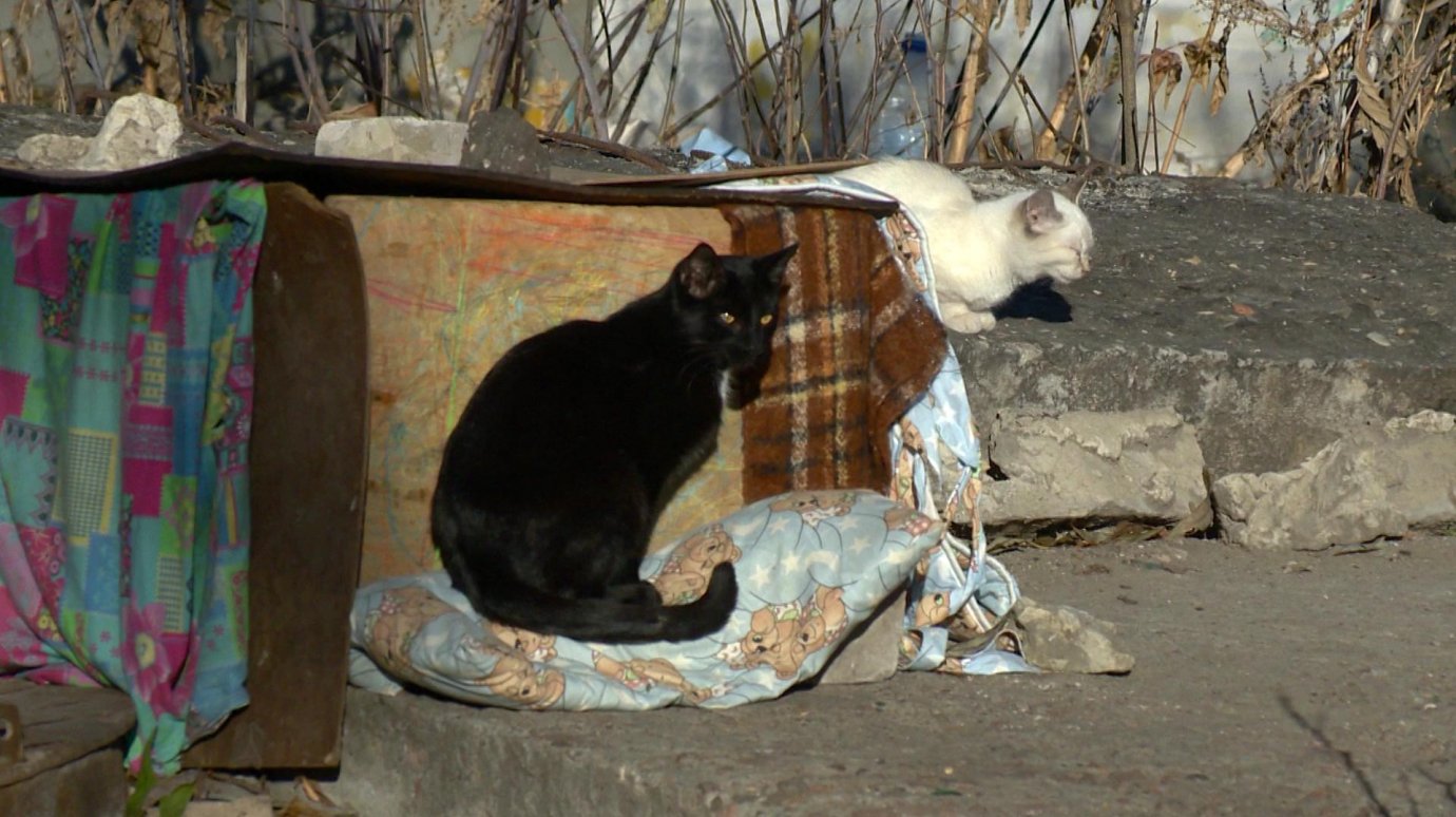 Жители ул. Ворошилова спорят о разумности создания «кошкиного дома»