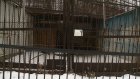 В Пензенском зоопарке только одно животное легло в спячку