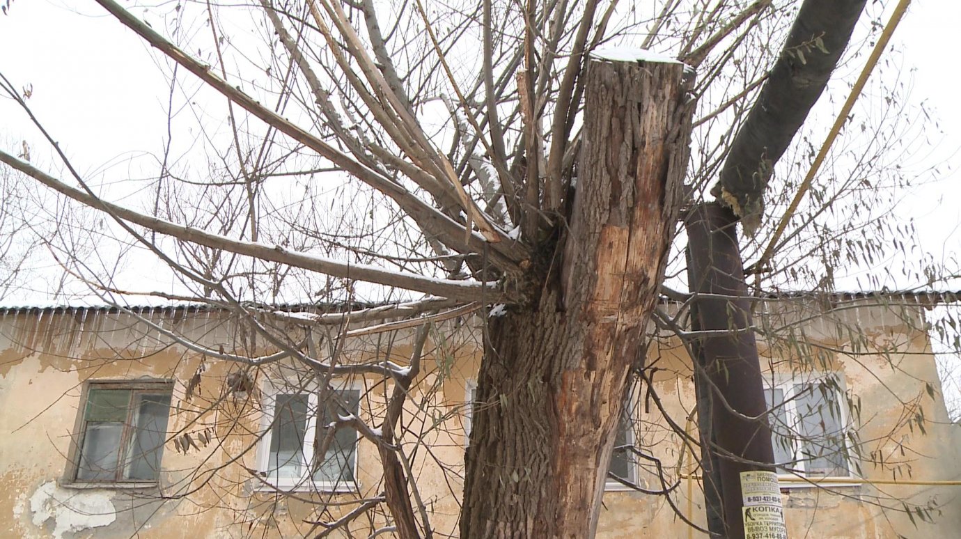 В проезде Богданова несколько лет не могут спилить трухлявое дерево