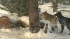 В Пензенском зоопарке открылись новые волчьи вольеры