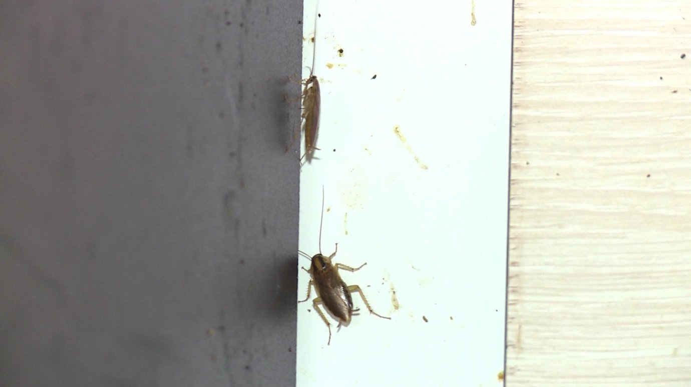 Жительница улицы Московской не может избавиться от тараканов в квартире