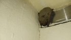 В Пензе летучая мышь избрала местом для спячки торговый центр